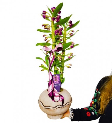 Dendrobium Amaranth Orkide