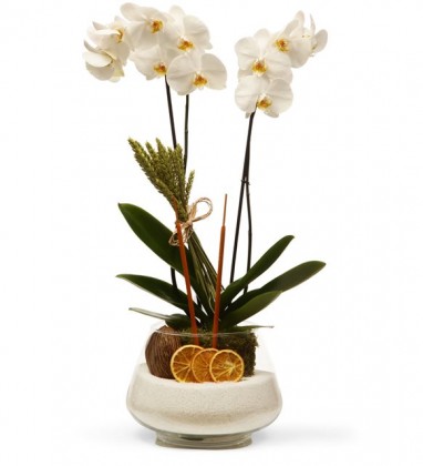 Sabuncakis Serisi Beyaz Orkide