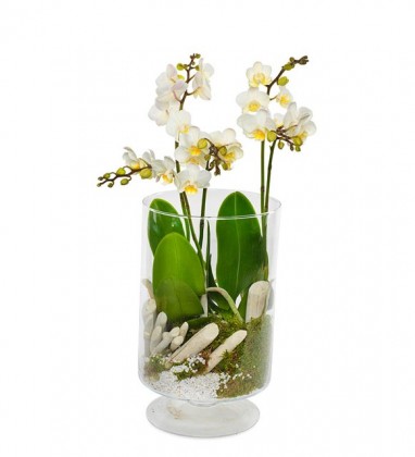 Elegant orkideler