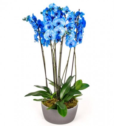 6 Dal Mavi Orkide