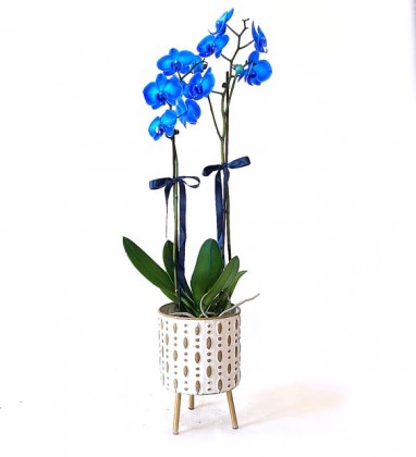 Ayaklı Vazoda Mavi Çift Dallı Orkide