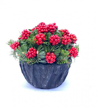 Sabuncakis Kırmızı Kokina Serisi