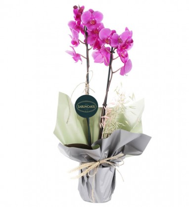 Premium Mor Orkide