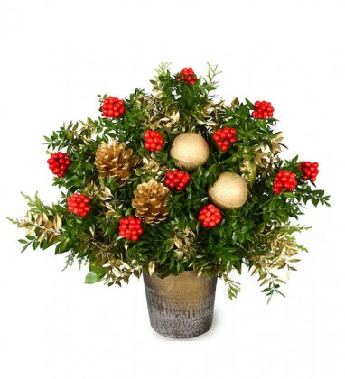 Yılbaşı Çiçeği Kokina