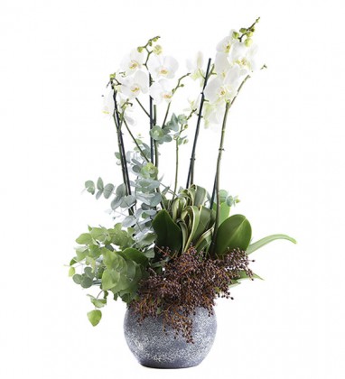 Chrismas Orchid Bowl