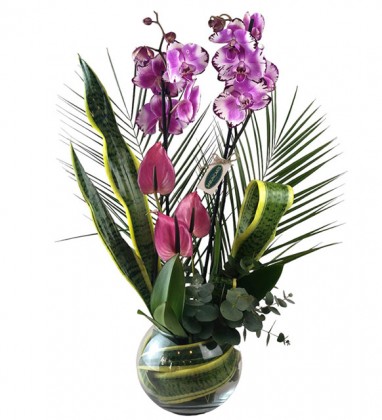 Fanusta Premium Mor Orkide