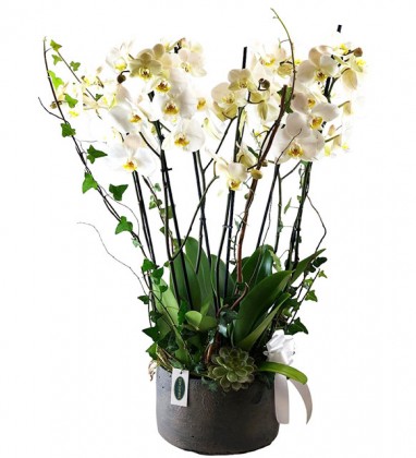 Vazoda Premium 6 Dallı Beyaz Orkide