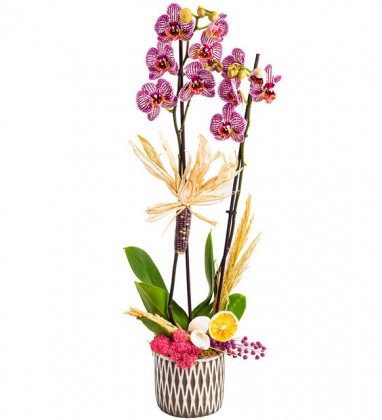 Flowerpot Serisi Mor Orkide