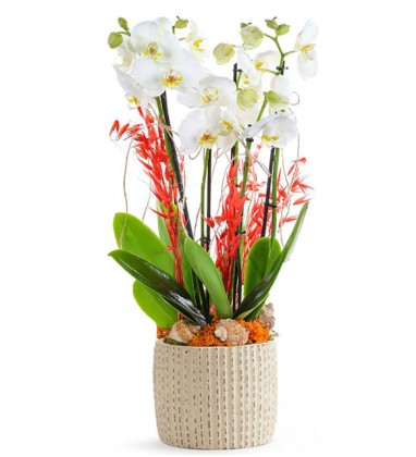 White Design Orkide