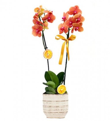 Taş Saksısında Çift Dallı Özel renk Orkide