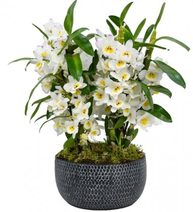 Beyaz Dendrobium