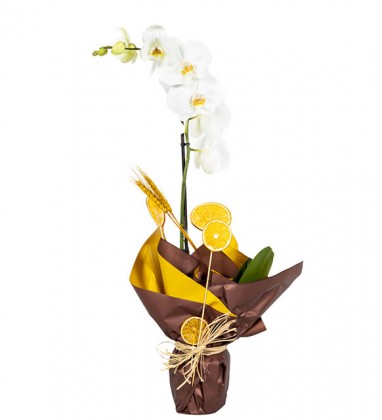 Beyaz Orkide Phalaenopsis Lemon