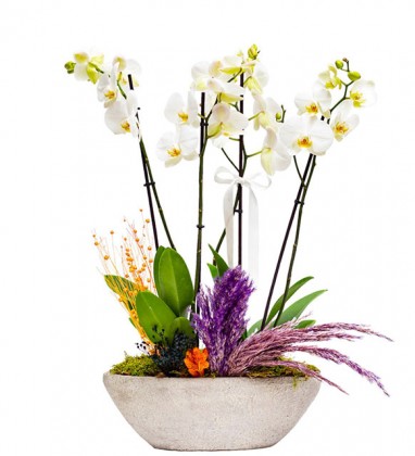 Kayık Saksıda 4 dallı Beyaz Orkide