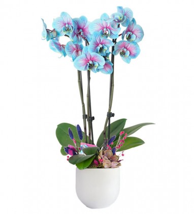 Alacalı Mavi Orkide
