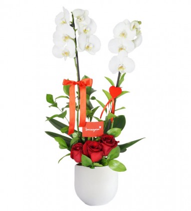 Valentinas Day White Orchid