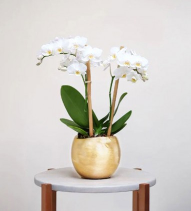 Beyond Orchid