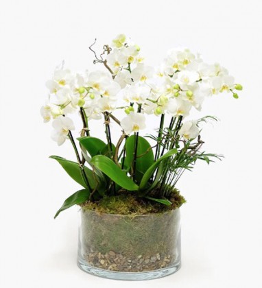 Cute Candy Orchid