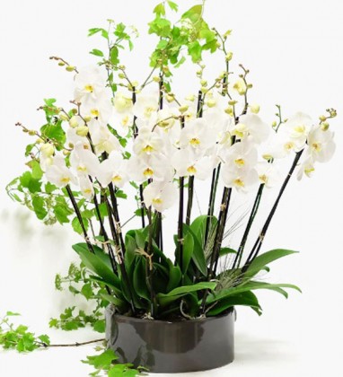 Bliss White Orchid
