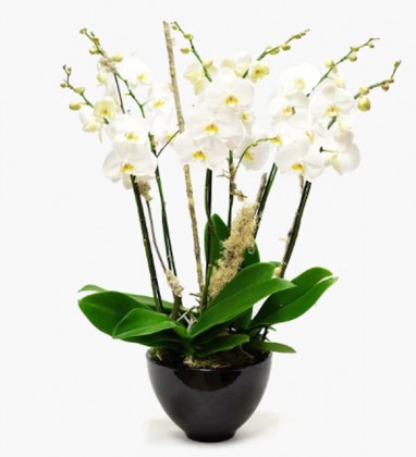 Orchid Tree
