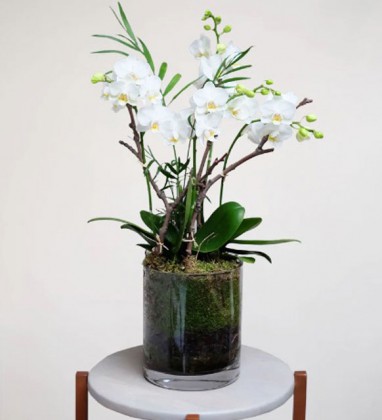 Premium Orchid Garden