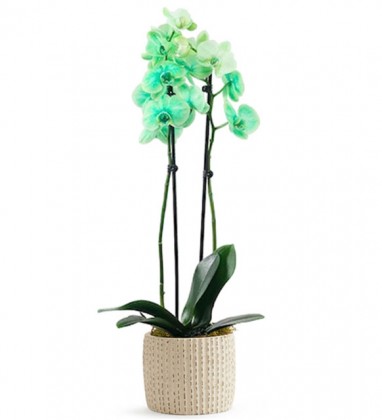Good Green Orkide