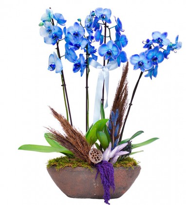 Dekoratif Saksıda 4 dal Mavi Orkide