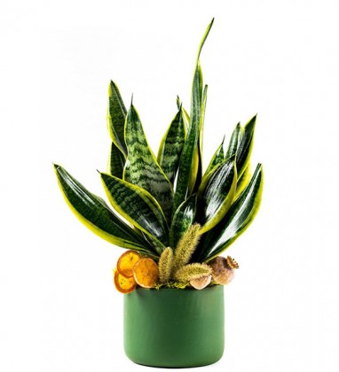 Sanseveria Big Green