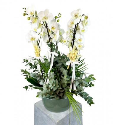 Saksıda Beyaz Phalaenopsis Orkide