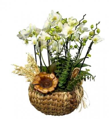 Sepette Beyaz Boquetto Orkideler
