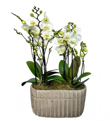 Taş Saksıda Beyaz Boquetto Orkideler