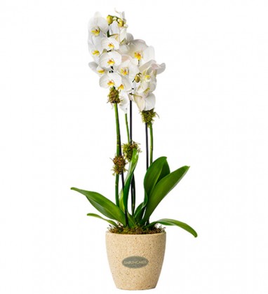 Premium Orchid 