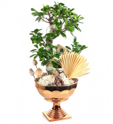 Bonsai Luxury 