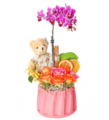 Teddy Bear Mini Orkide
