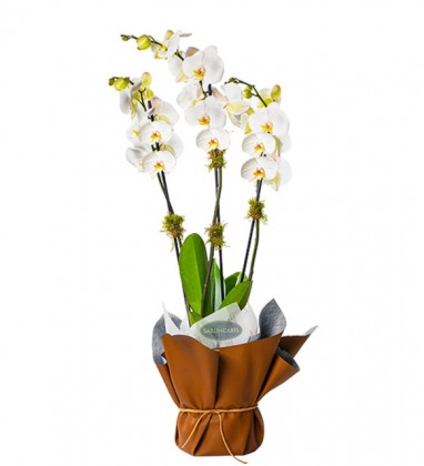 Beyaz Saf Orkide