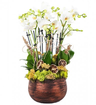 Beyaz Boquetto Orkideler