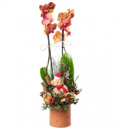 Christmas Candy Orchid