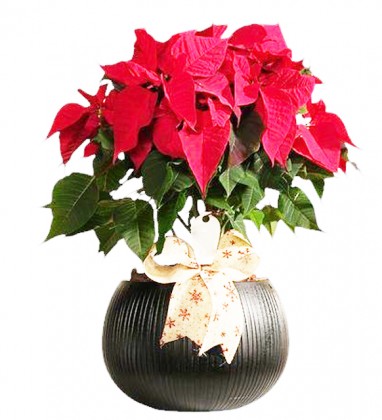 Christmas Poinsettia 