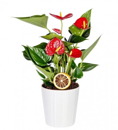 Seramik Saksılı Antoryum Bitkisi