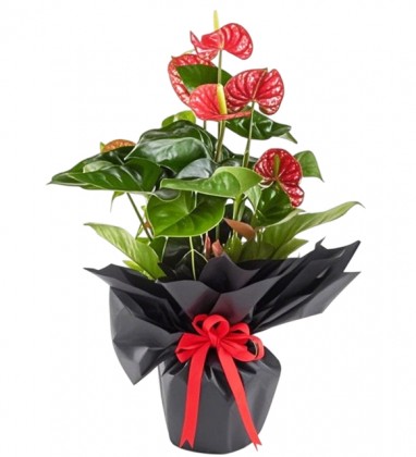 Black Antoryum Bitkisi