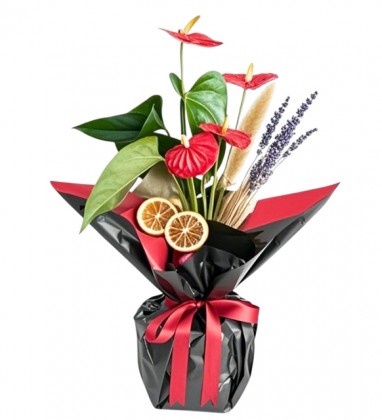 Red Black Antoyum Bitkisi