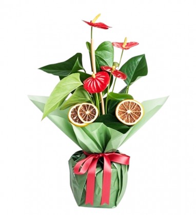 Ruby Antoryum Çiçeği