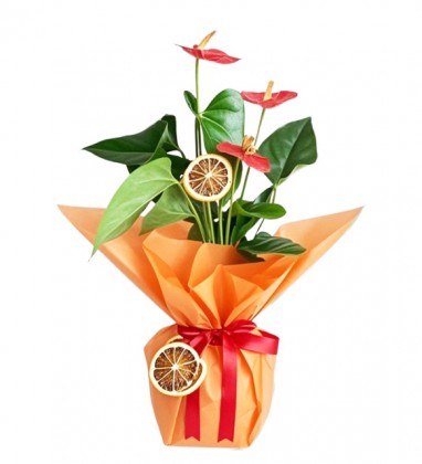 Sunny Antoryum Çiçeği