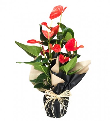 Bol Çiçekli Antoryum Flamingo 