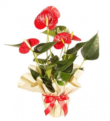 Kırmızı Antoryum Çiçeği