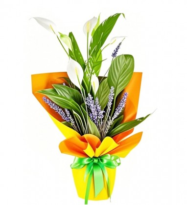 Peaceful Bloom Barış Çiçeği