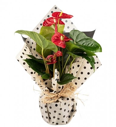 Tutkulu Güzellik Kırmızı Antoryum