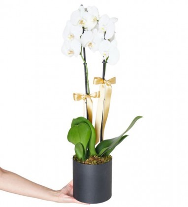 Kutuda Çift Dallı Premium Orkide