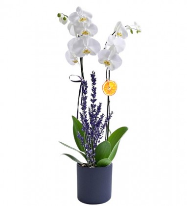 Box 2 Dal Beyaz Orkide