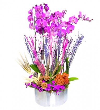 10 Dallı Mor Orkide
