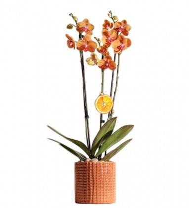 Orange Phalaenopsis Plant